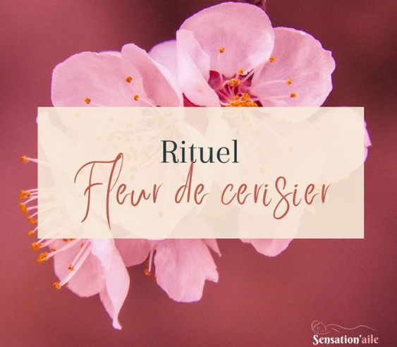 Rituel Fleur de cerisier